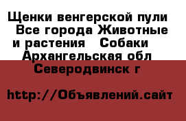 Щенки венгерской пули - Все города Животные и растения » Собаки   . Архангельская обл.,Северодвинск г.